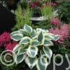 Hosta Blue Ivory
