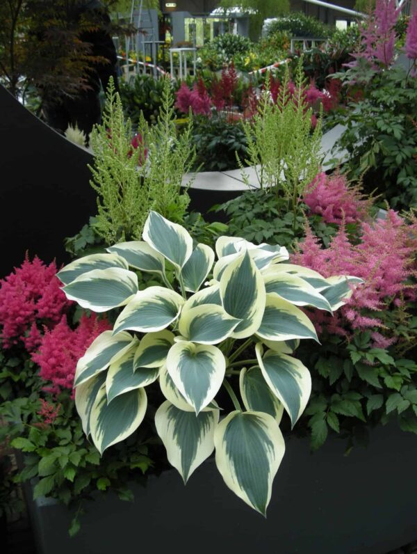 Hosta Blue Ivory