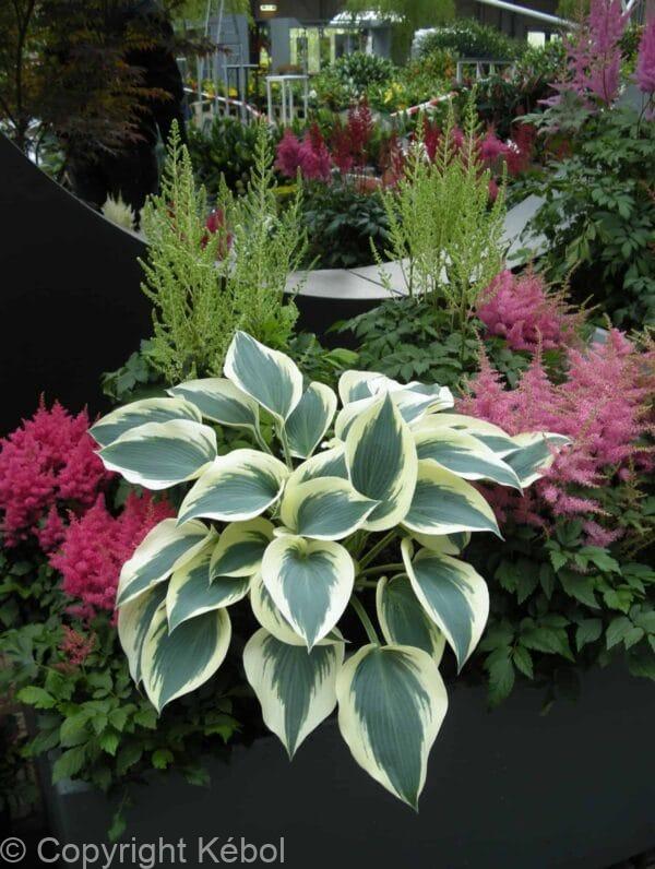 Hosta Blue Ivory