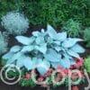 Hosta Canadian Blue