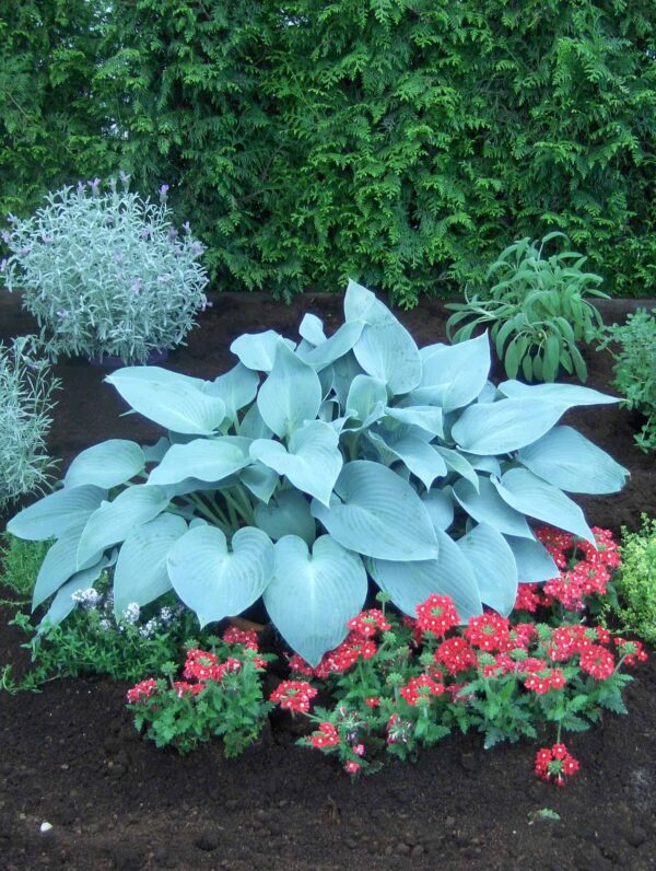 Hosta Canadian Blue
