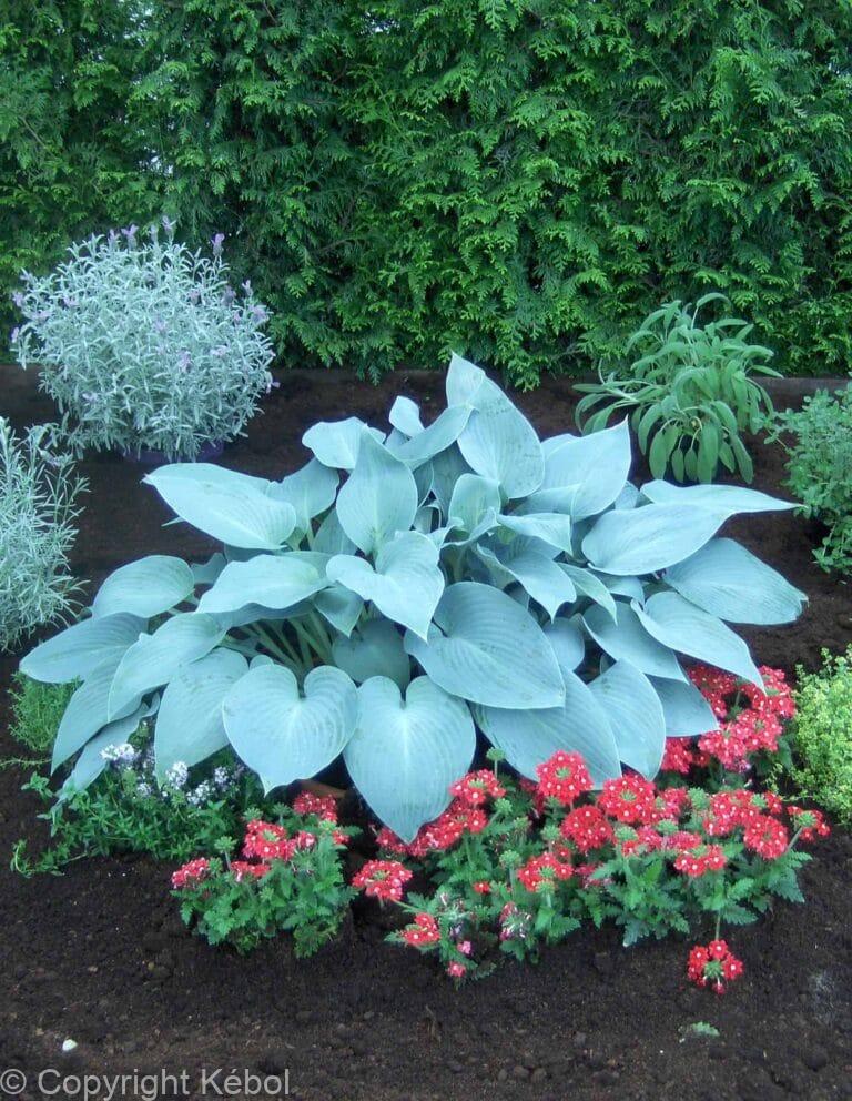 Hosta Canadian Blue