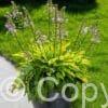 Hosta Get Nekkid