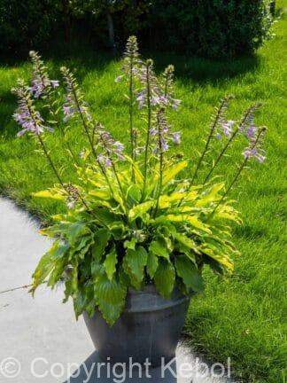 Hosta Get Nekkid - bag