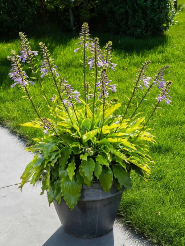 Hosta Get Nekkid