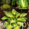Hosta Lakeside Paisley Print