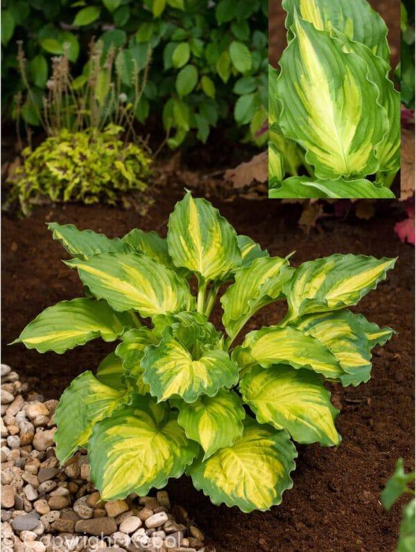 Hosta Lakeside Paisley Print