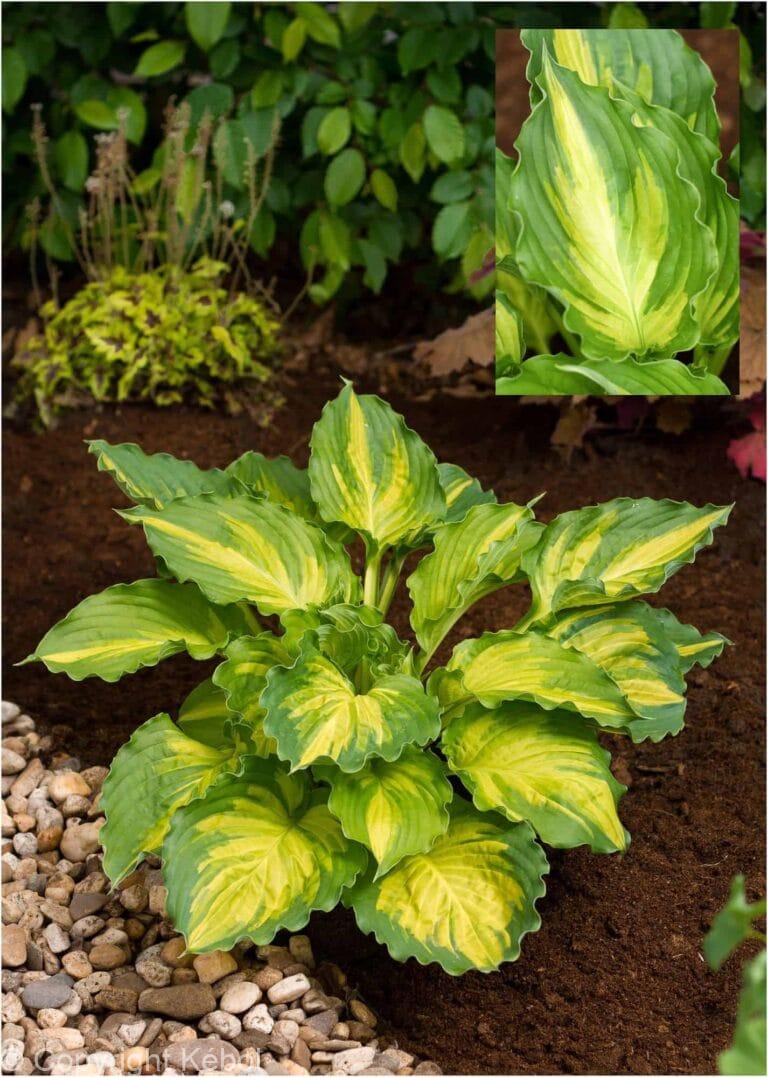 Hosta Lakeside Paisley Print
