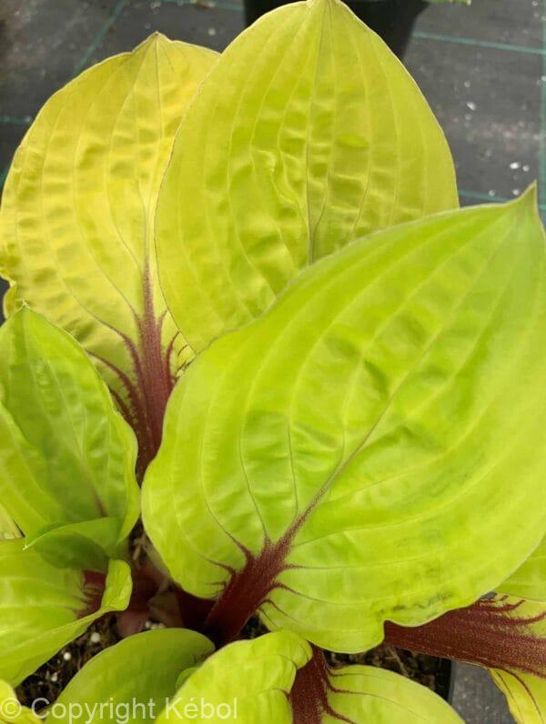 Hosta Lemon Snap