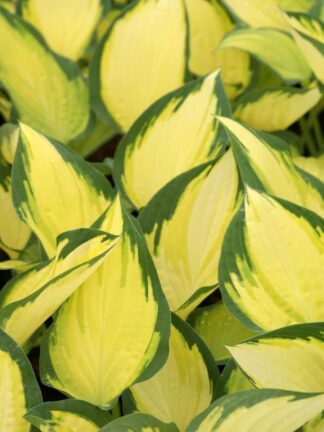 Hosta Orange Marmalade - bag