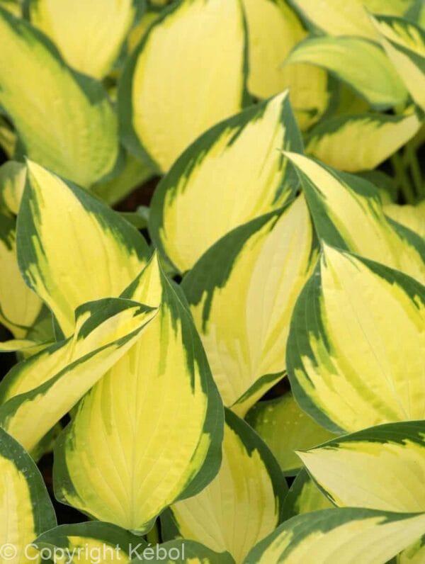 Hosta Orange Marmalade