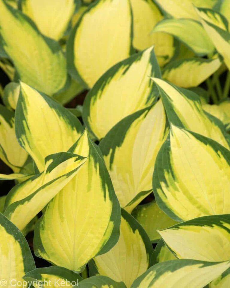 Hosta Orange Marmalade