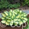 Hosta Popcorn