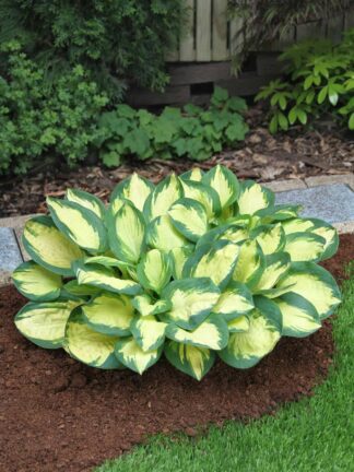 Hosta Popcorn - case