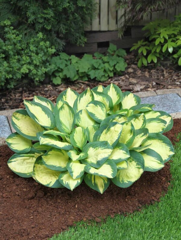 Hosta Popcorn