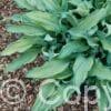 Hosta Ripple Effect