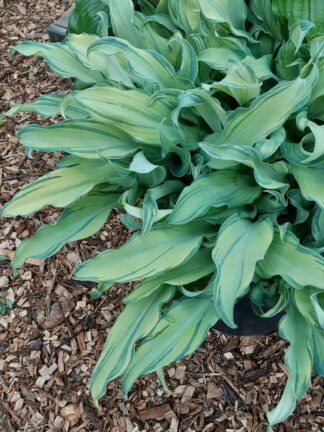 Hosta Ripple Effect - case