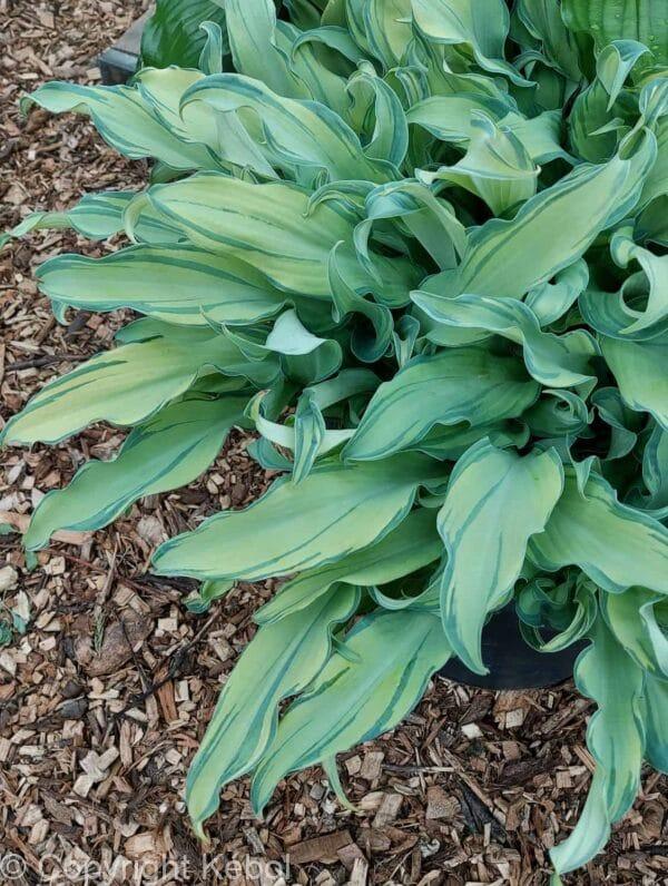 Hosta Ripple Effect
