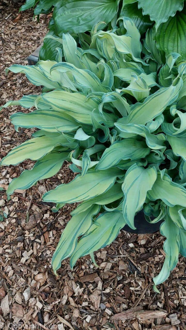 Hosta Ripple Effect
