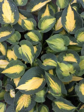 Hosta Smash Hit - case