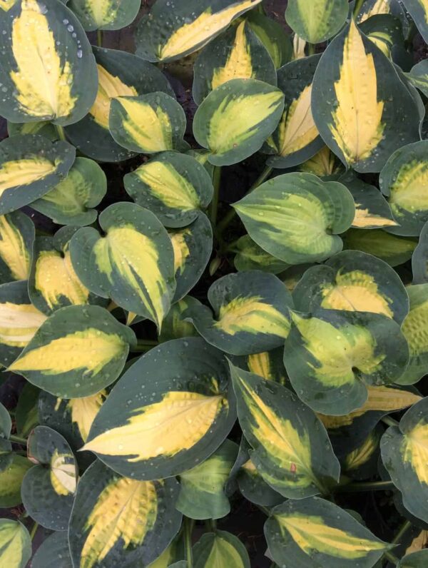 Hosta Smash Hit