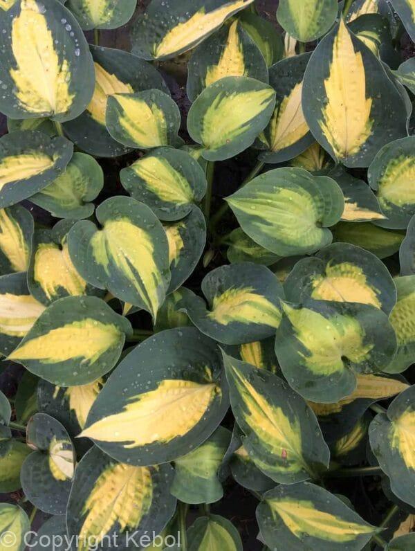 Hosta Smash Hit