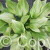 Hosta Zebra Stripes