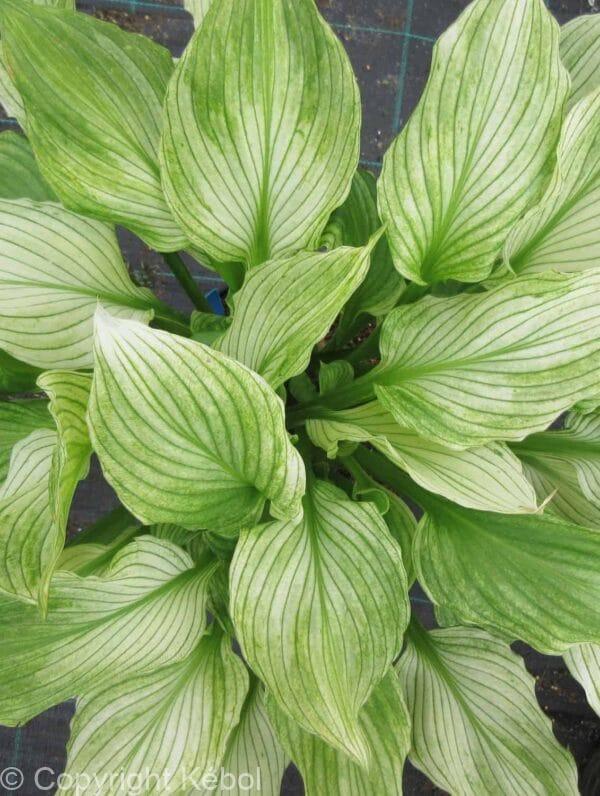 Hosta Zebra Stripes