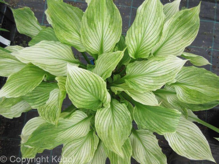 Hosta Zebra Stripes