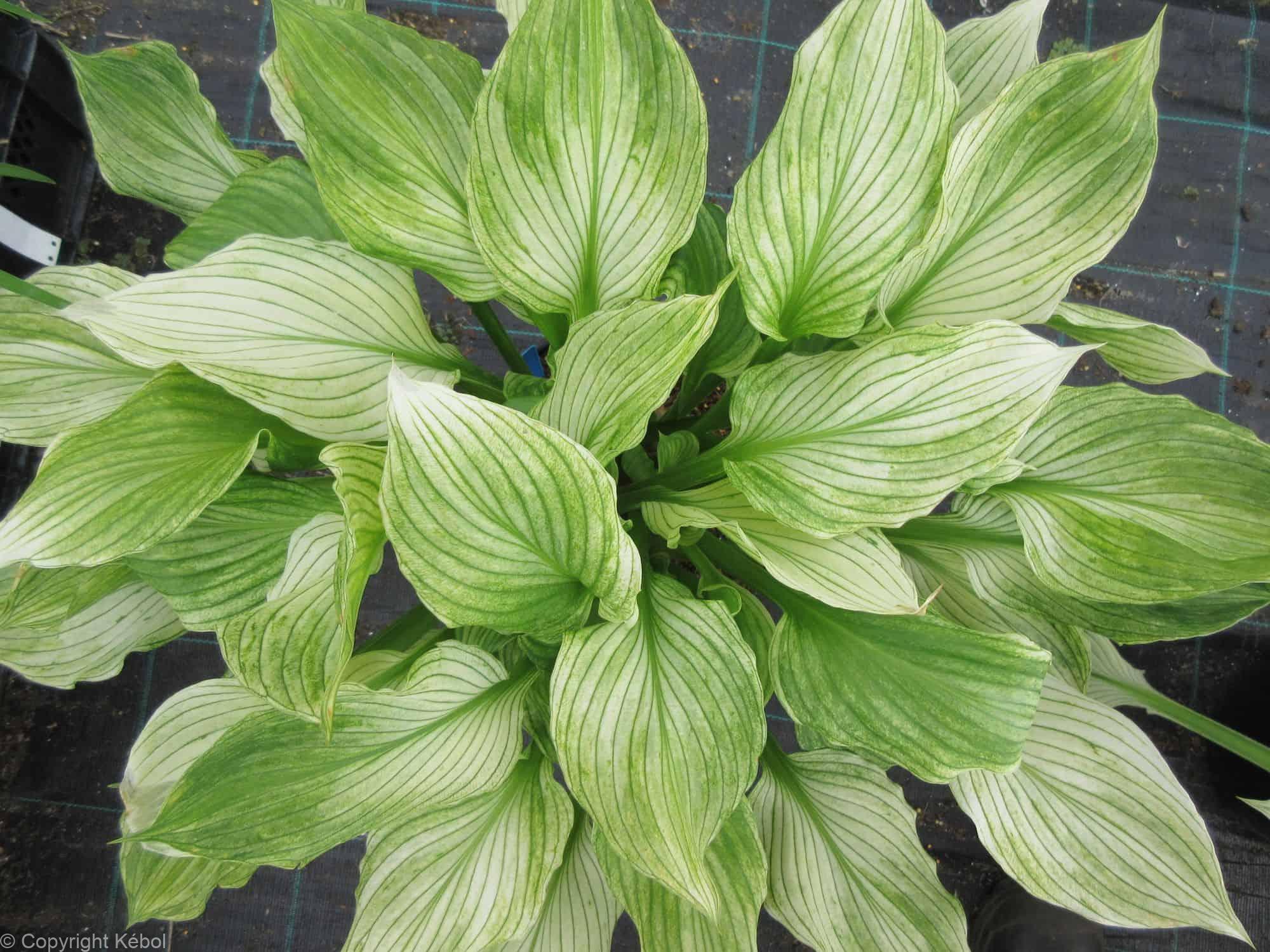 Hosta Zebra Stripes