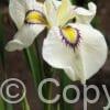 Iris Cat's Eye