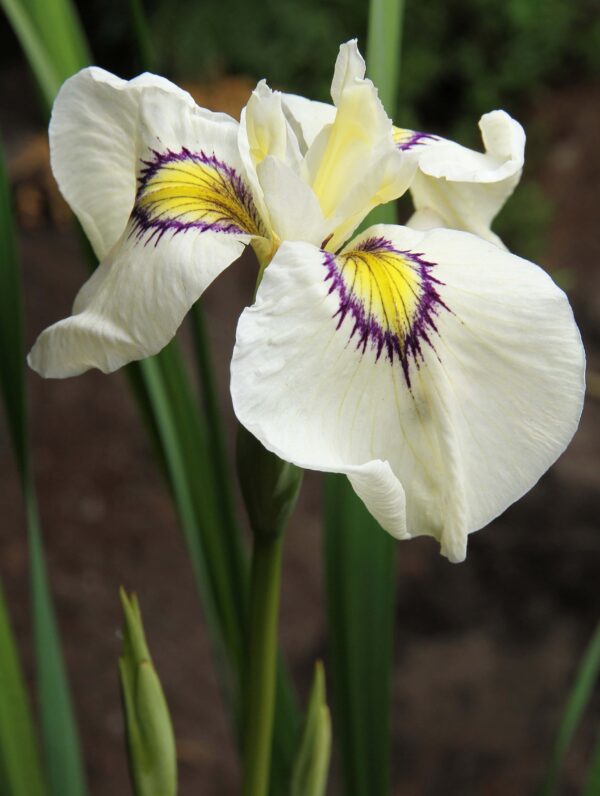 Iris Cat's Eye