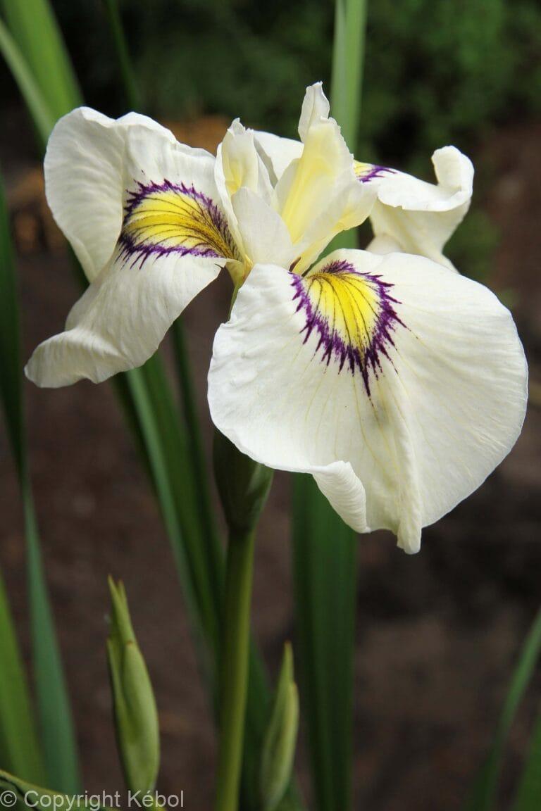 Iris Cat's Eye