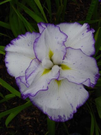 Iris Light at Dawn