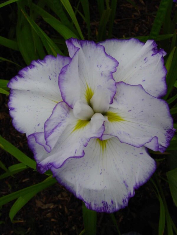 Iris Light at Dawn
