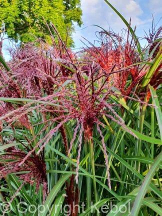 Miscanthus Boucle - case