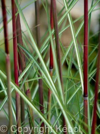 Miscanthus Serengeti - case