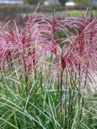 Miscanthus Polonus - case