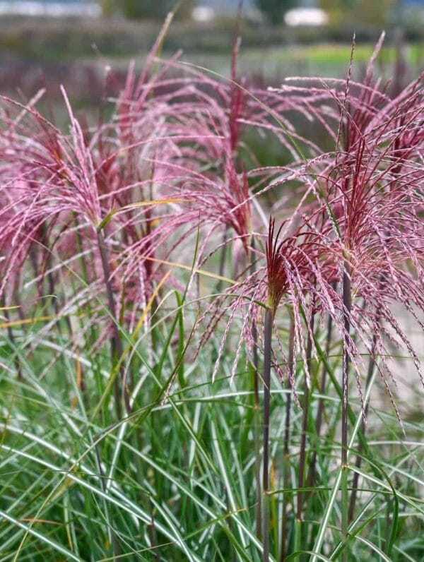 Miscanthus Polonus - bag