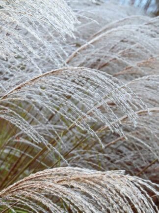 Miscanthus Silver Charm - bag