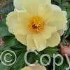 Paeonia Amy Jo
