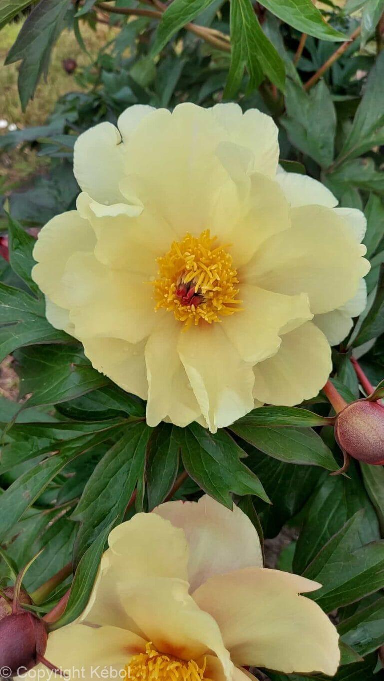 Paeonia Amy Jo