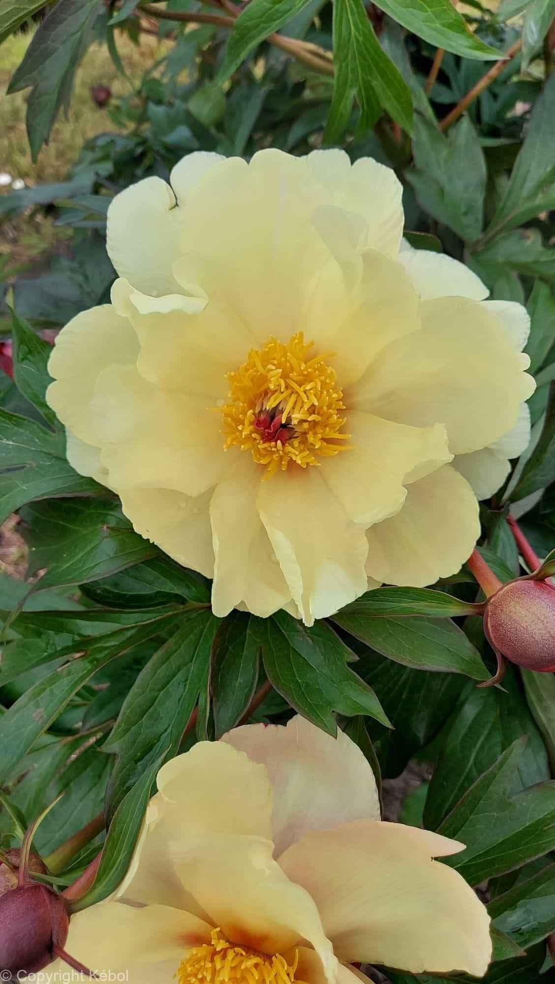 Paeonia Amy Jo
