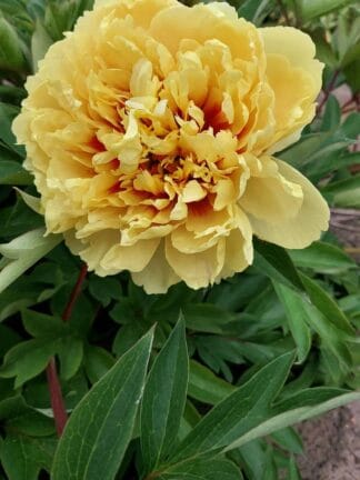 Paeonia Sonoma Ye Do - case