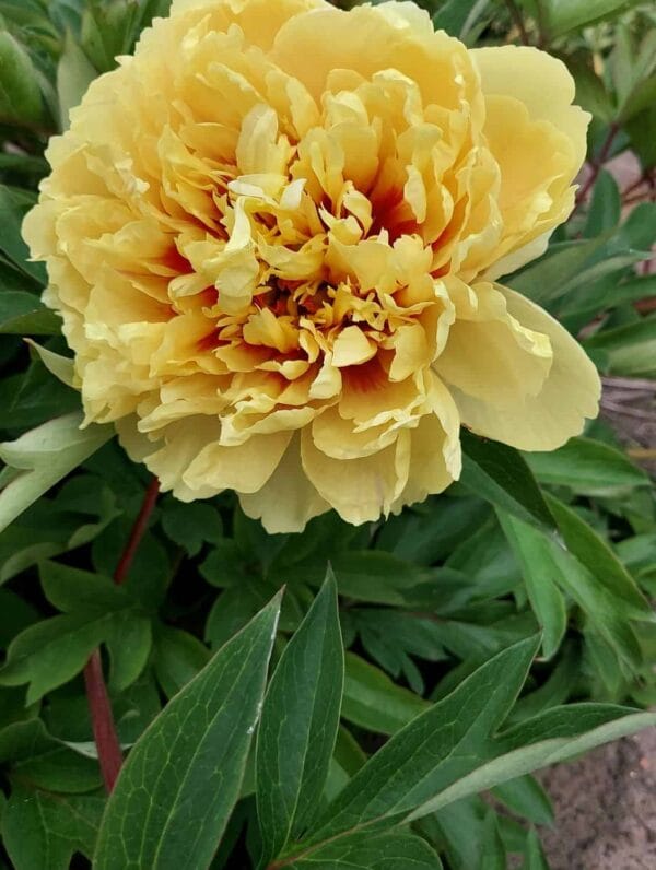 Paeonia Sonoma Ye Do - case