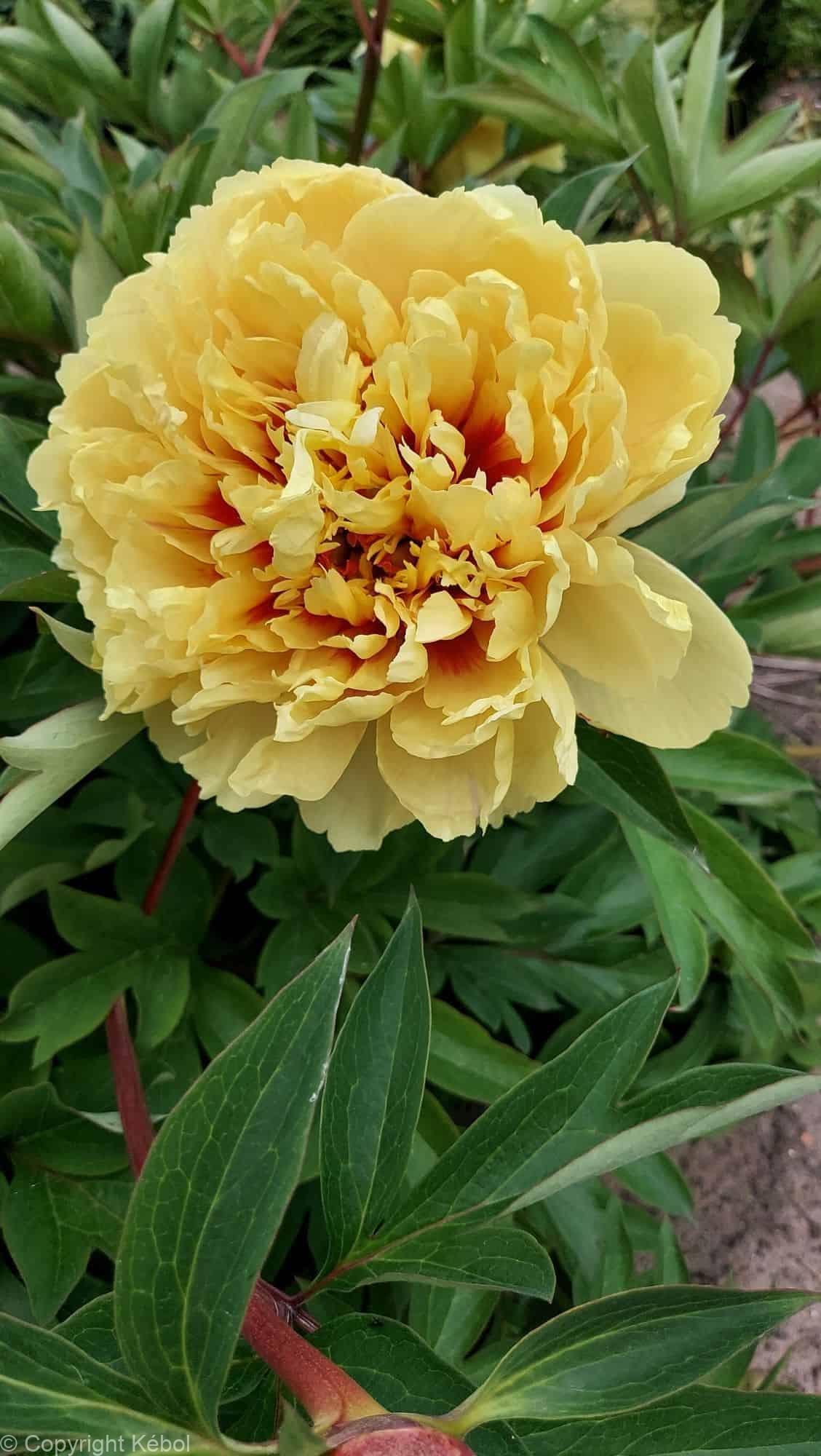 Paeonia Sonoma Ye Do