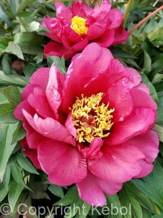 Paeonia Yankee Doodle - bag