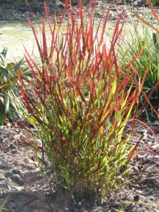 Panicum Sangria - case