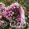 Phlox Palmyra