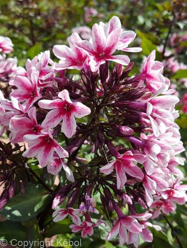 Phlox Palmyra